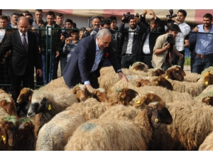 Bakan Fakıbaba, Şırnak’ta 300 Koyun Projesi’ni Başlattı