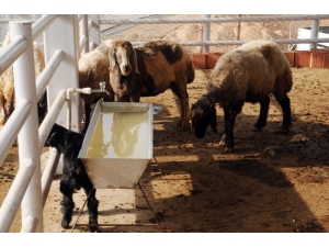 Bakan Fakıbaba, Cizre’de Hayvan Pazarının Açılışını Yaptı