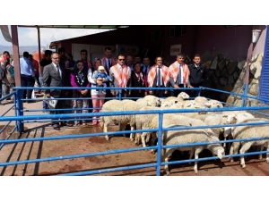 Alaşehirli Genç Çiftçilere 444 Küçükbaş Hayvan Dağıtıldı