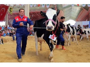 Burdur’da Damızlık İnek Yarışması
