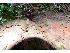 4 Bin Yıllık Ağacın Bulunduğu Gümeli’nin Dünya Miras Listesi’ne Girmesi Çalışmaları Sürüyor