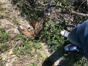 Ankaralı Avukattan Örnek Davranış