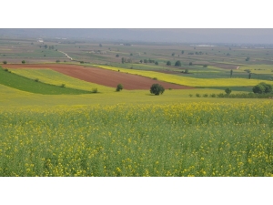 Kanola Dalga Dalga Yayılıyor