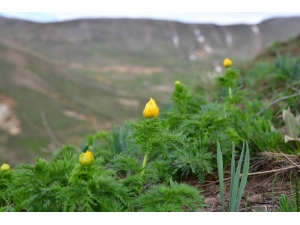 150 Yıl Sonra İlk Kez Tespit Edilmişti, Yeniden Açmaya Başladı