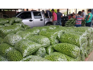 Erik Piyasası 3,5 Lira İle Açıldı