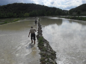 Hanönü İlçesinde Çeltik Ekimi Başladı