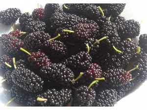 Dut Hakkında Çarpıcı Gerçek