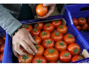 Antalya’da İhracatçıda Buruk Domates Sevinci