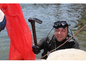 Deniz Dibi Temizlik Çalışmaları Gölköy’de Devam Etti