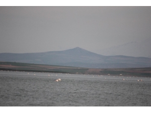 Seyfe Gölüne Kuş Akını