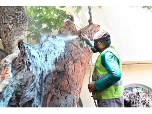 İzmir’de Yüzyıllık Çınarlara “Gençlik Aşısı”