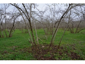 Ordu’da Örnek Fındık Bahçeleri İle Verim 4 Kat Arttı
