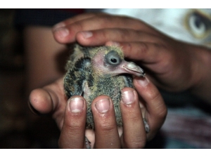 Annesinin Terk Ettiği Yavru Güvercini 14 Yaşındaki Çocuk Sahiplendi