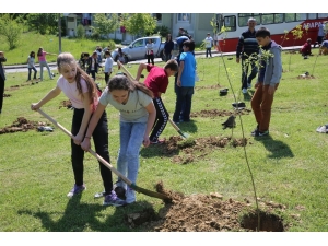 Camili’de Bin 500 Ağaç Dikilecek