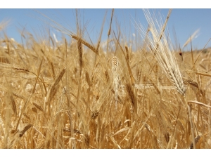 Yılın İlk Buğdayı Gtb’de İşlem Gördü