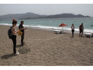 Havalar Sıcak Gidince Caretta’lar Erken Yumurtladı