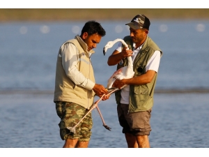 Adana’da Misinalara Takılan ’Allı Turna’ Kurtarıldı