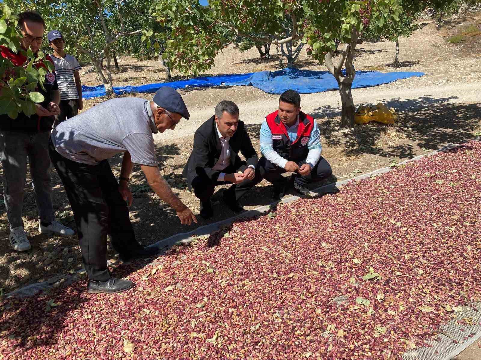 guney-de-toplanan-antep-fistiklari-ureticinin-yuzunu-gulduruyor