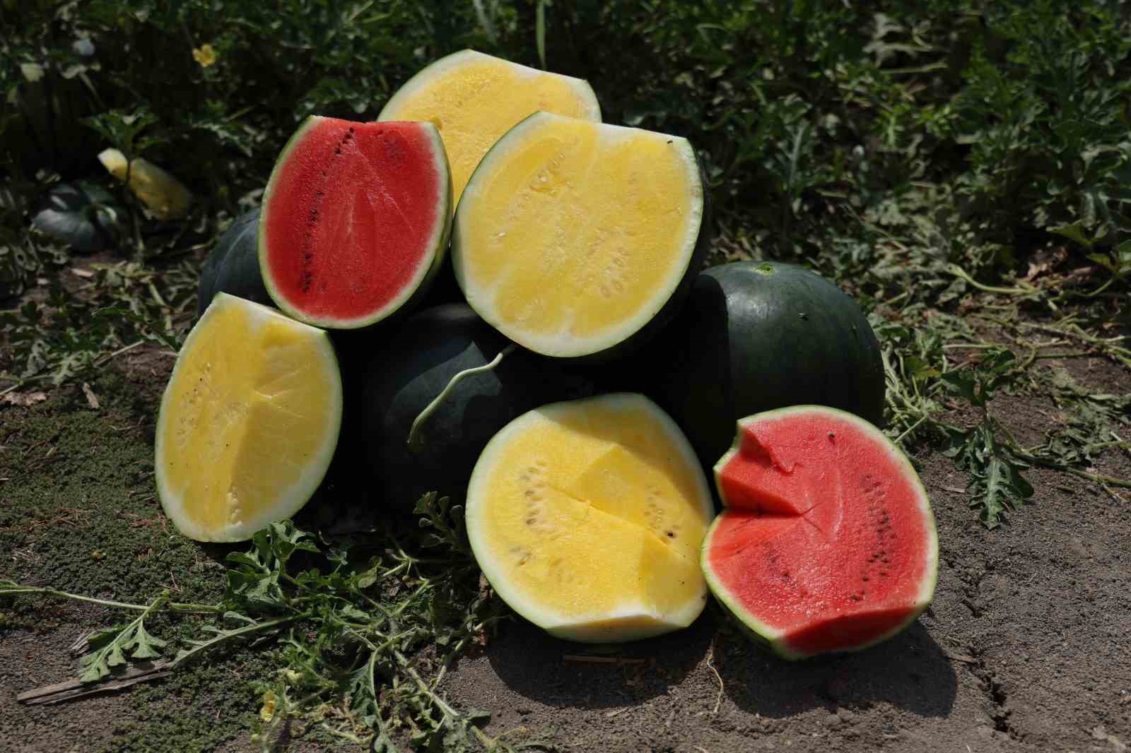 bu-karpuzu-gorenler-hayrete-dusuyor-kabugu-yesil-ici-sari