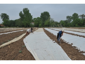 Bafra Ovası’nda Karpuz Ve Kavun Üreticileri Dertli
