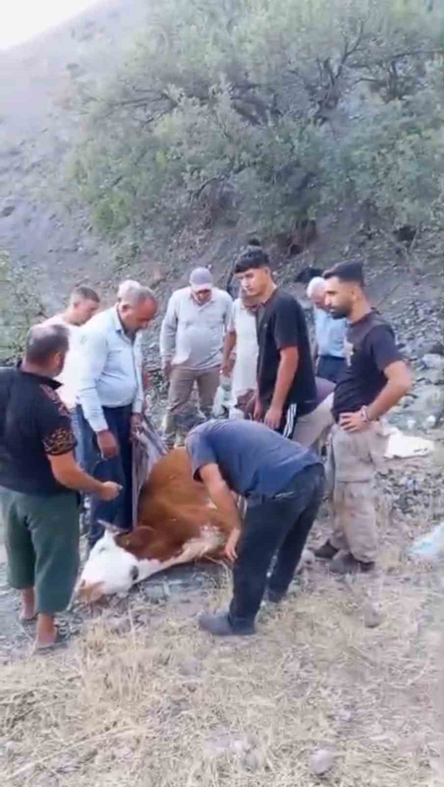 siirt-te-dagda-mahsur-kalan-buyukbas-hayvan-telef-oldu