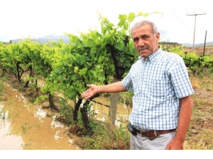 Sarıgöl’de Bazı Bağlar Doludan Zarar Gördü