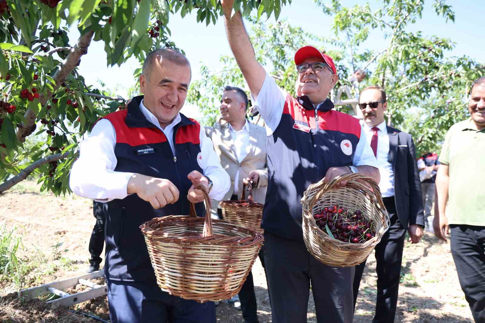 elazig-da-7-bin-dekar-alanda-kiraz-hasadi-devam-ediyor