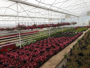 Simav’da Yazlık Çiçek Üretimi