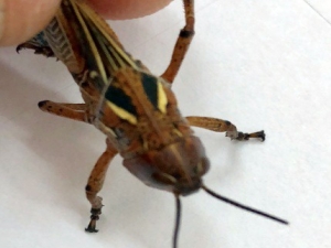 Kuraklık, Çekirge İstilalarına Neden Oluyor