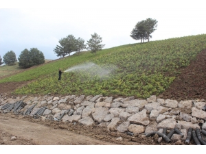 Ağrı’da Çevre Düzenlemesi Devam Ediyor