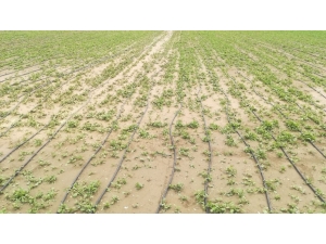 Dolu Tepebaşı Bölgesindeki Çiftçiye Büyük Zarar Verdi