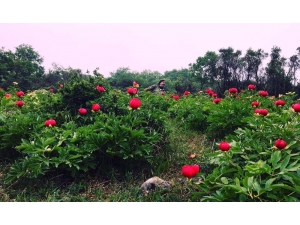 "Kan Çiçekleri"ne Ziyaretçi Akını