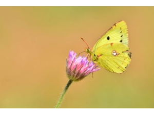 Doğu Azameti Kelebeği Türkiye’de İlk Kez Fotoğraflandı