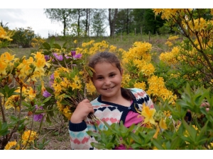 Karadeniz Yaylalarında Orman Gülleri Açtı