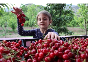 Amasya’da Kirazlar 20 Gün Erkenden Oldu