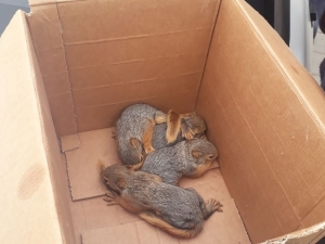 Anneleri Telef Olan Sincap Yavrularına Orman Ve Su İşleri Bakanlığı Sahip Çıktı