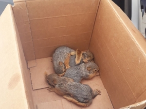 Anneleri Ölen Sincap Yavrularına Bakanlık Sahip Çıktı