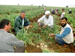 Sarımsak Hasadında 15 Bin Tarım İşçisine İş İmkanı