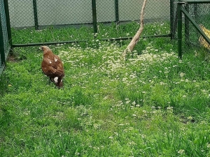 Tedavisi Tamamlanan Kara Akbaba Özgürlüğe Kanat Çırptı