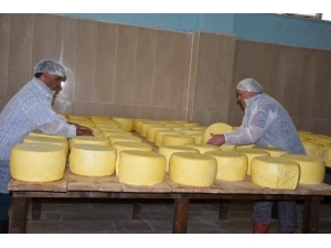 Devlet Desteğiyle Kurulan Tesiste Günde 8 Ton Süt İşleniyor