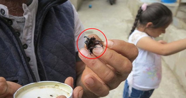 Manisa'da Nesli Tükenmek Üzere Olan Gergedan Böceği Bulundu
