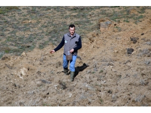 Gümüşhane’de Tarlalar Yaban Hayatı İçin Ekiliyor