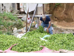 Acele Eden Çay Üreticisi, Aracıların Kurbanı Oldu