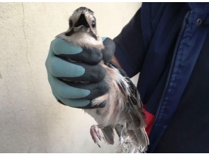 Bir Hafta Ağaçta Mahsur Kaldı