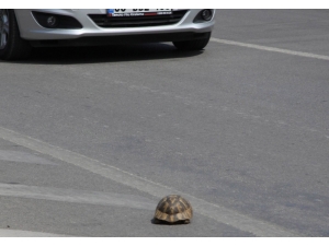 Antalya’da Sürücünün Kaplumbağa Duyarlılığı