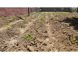 Bursa’da Gençler Toprakla Buluştu