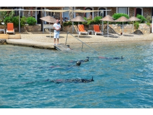 Bodrum Koylarında Deniz Dibi Temizliği Sürüyor