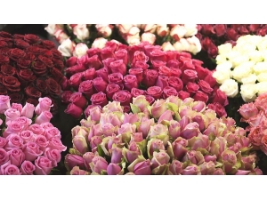 Eczacı Fidaner: “Gül Suyu Daha Kusursuz Bir Cilde Sahip Olmanızı Sağlar”