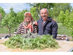 Talas İlçesinde Adaçayı Hasadı Başladı