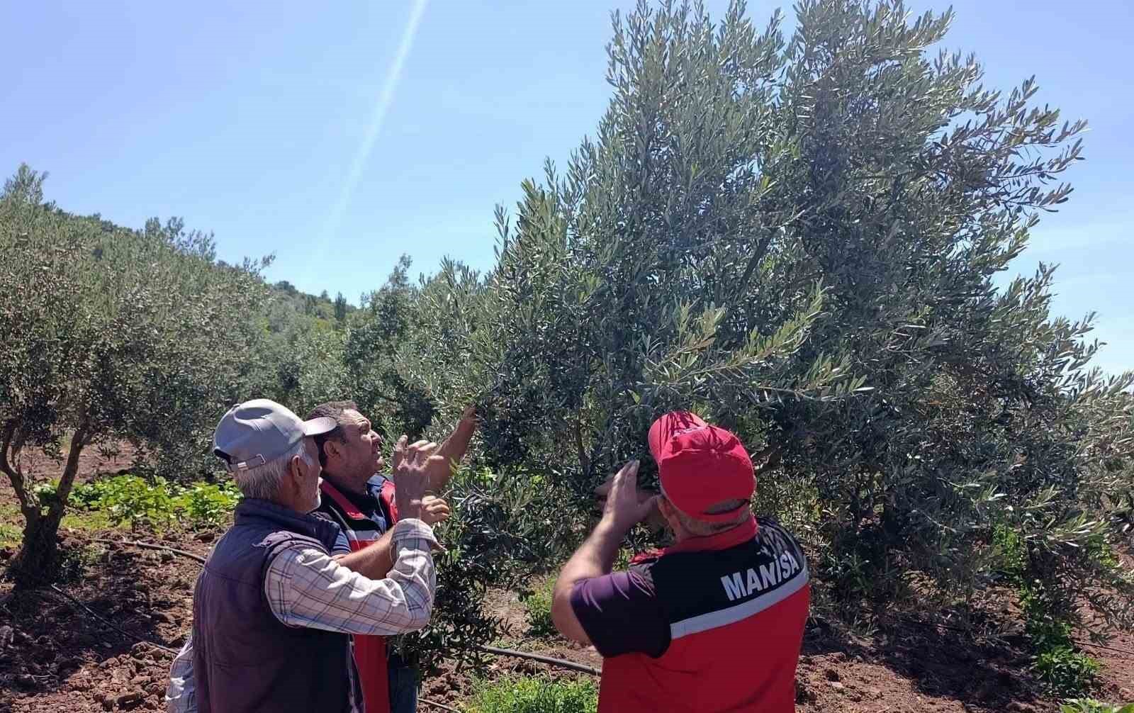 akhisar-da-zeytin-ureticilerine-hastalik-ve-zararli-uyarisi